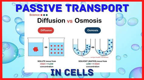 Transport in Cells: Diffusion and Osmosis .